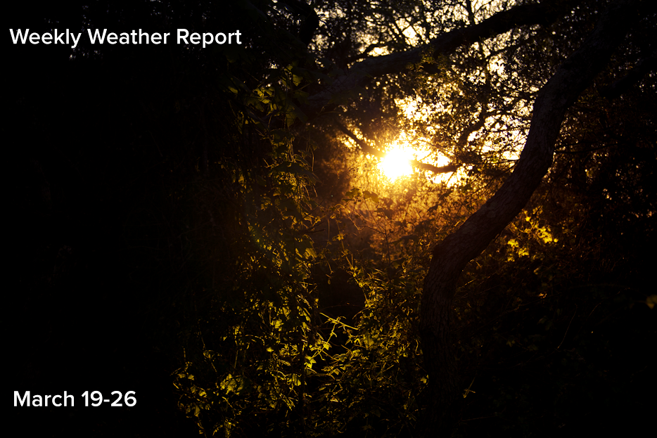 Much of the previously dry San Diego County canyons and washes have roared back to life with an explosion of greenery and growth as seasonable temperatures return to the area.