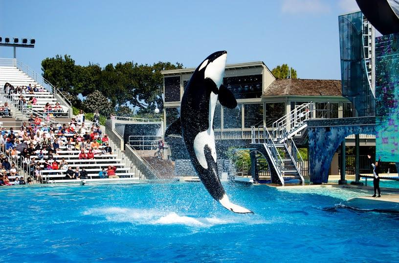Solutions+to+the+SeaWorld+controversy+remain+elusive.