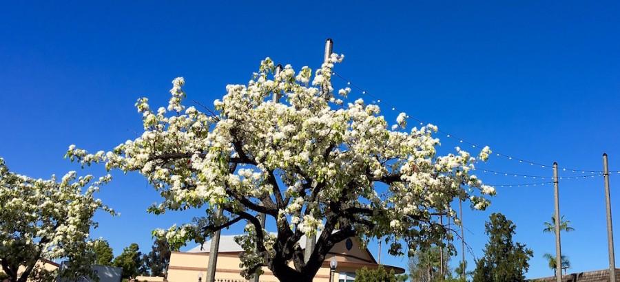 Spring has sprung in Southern California, as seen throughout San Diego County with the blossoming of these white flowering trees. 