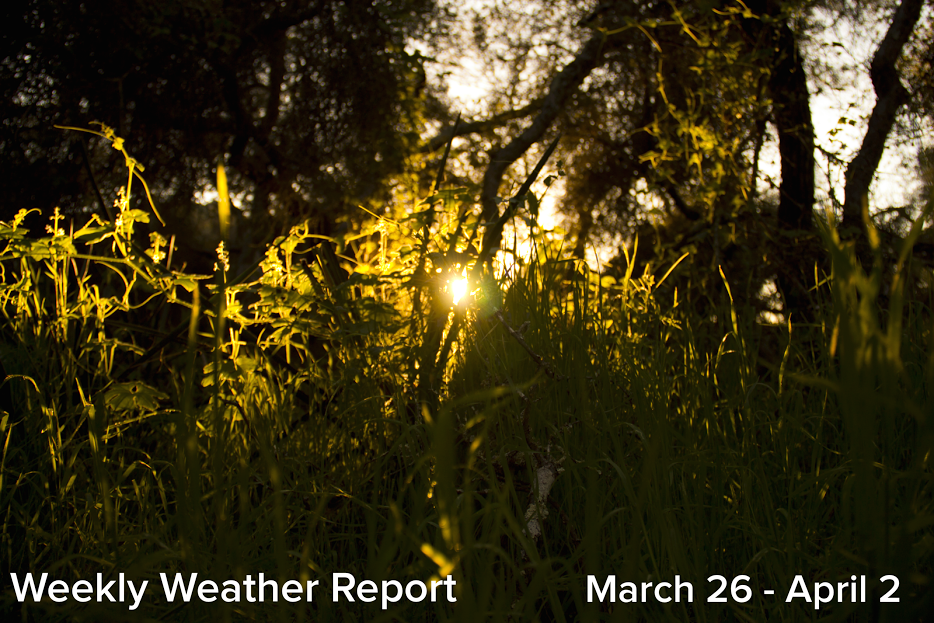 The sun shines through a patch of tall grasses, which are thriving following the recent heavy rains and now constant sunshine.