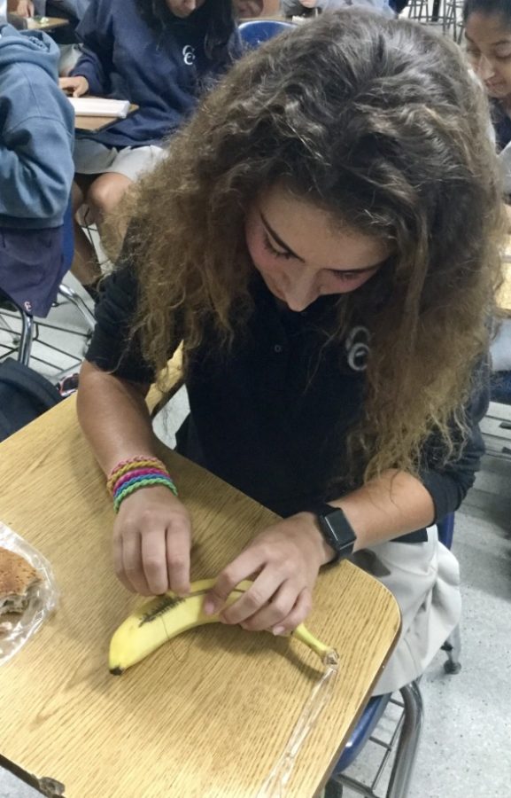 Marcella Archambeault 19 learns the basics of stitching on a banana during a Future Physicians club meeting.