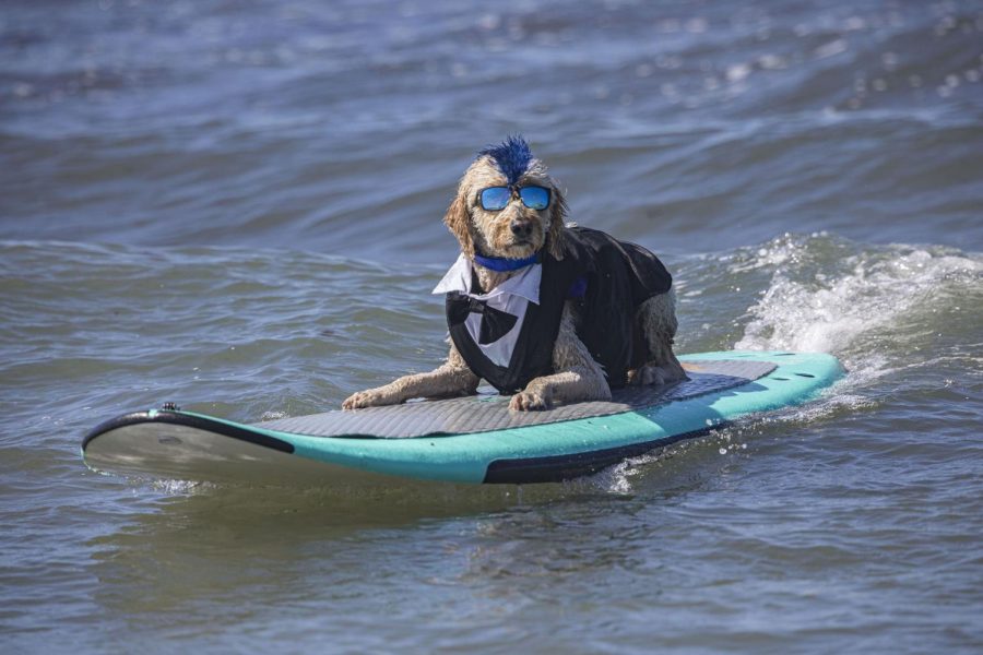 One of the contestants at the Surf-Dog-Surf-A-Thon sat atop a board, playfully riding the waves. This dog, along with many others, enjoyed the sunny day and plentiful waves at the competition.