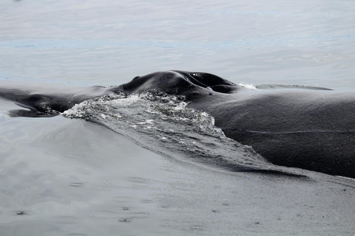 Whales have been one of the prime species afflicted by domoic acid poisoning. The acid’s persistence in their bodies allows it to accumulate overtime eventually poisoning them on account of the many small organisms accumulating domoic acid themselves.

Photo Credit to amanda panda on Unsplash